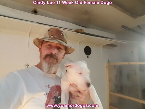 Medium Photo #128 Dogo Argentino Puppy For Sale in PINEVILLE, MO, USA