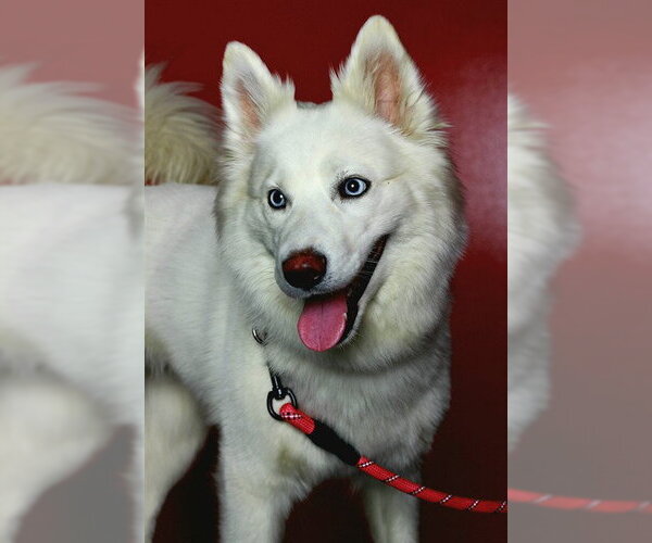 Medium Photo #1 Samoyed-Siberian Husky Mix Puppy For Sale in Boston, MA, USA