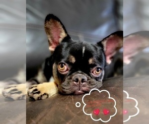 French Bulldog Puppy for sale in SARASOTA, FL, USA