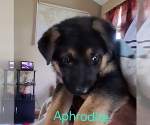 Medium German Shepherd Dog
