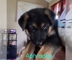 Puppy Aphrodite German Shepherd Dog