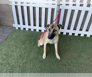 German Shepherd Dog-Unknown Mix Dogs for adoption in Modesto, CA, USA