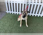 Small German Shepherd Dog Mix