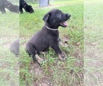 Small Photo #2 German Shepherd Dog Puppy For Sale in WEST POINT, VA, USA