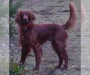 Father of the Irish Setter puppies born on 06/17/2022