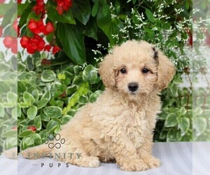 Bichpoo Puppy for sale in NARVON, PA, USA