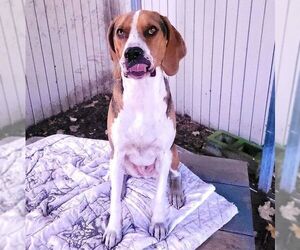Henry - Male Treeing Walker Coonhound Dog for Adoption - Photo #4