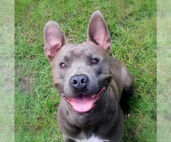 Medium Photo #5 American Pit Bull Terrier-Unknown Mix Puppy For Sale in Anniston, AL, USA