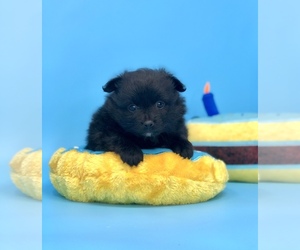 Pomeranian Puppy for sale in CRESTVIEW, FL, USA