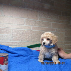 Poodle (Toy) Puppy for sale in ELBERFELD, IN, USA