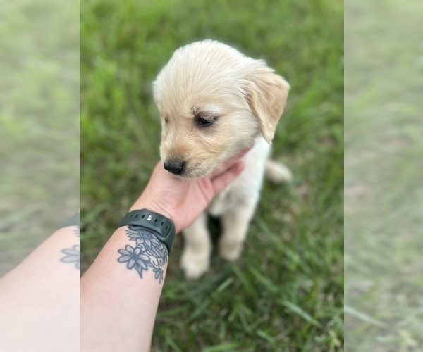 Medium Photo #44 Golden Retriever Puppy For Sale in CONCORD, VA, USA