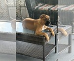 Small Photo #8 Boxer Puppy For Sale in KISSIMMEE, FL, USA