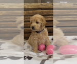 Small #15 Goldendoodle