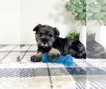 Small Photo #5 Schnauzer (Miniature) Puppy For Sale in GREENFIELD, IN, USA