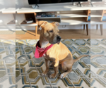 Small #10 American Pit Bull Terrier Mix