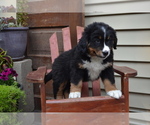 Puppy Opal Bernese Mountain Dog