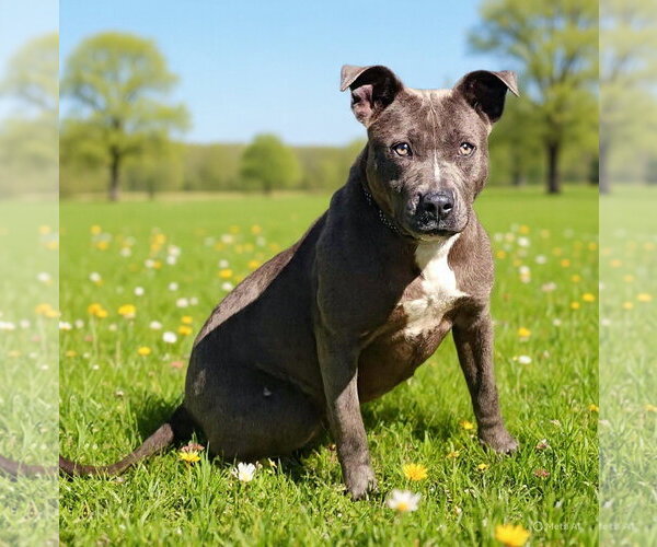 Medium Photo #5 Mutt Puppy For Sale in Talladega, AL, USA