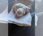 Puppy Apollo Coton de Tulear