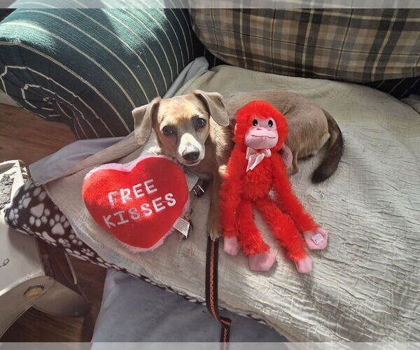 Medium Photo #4 Chiweenie Puppy For Sale in Oakhurst, NJ, USA