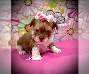 Yorkshire Terrier Puppy for sale in WINNSBORO, LA, USA