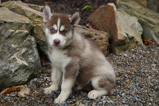 Siberian Husky Puppy for sale in FREDERICKSBURG, OH, USA