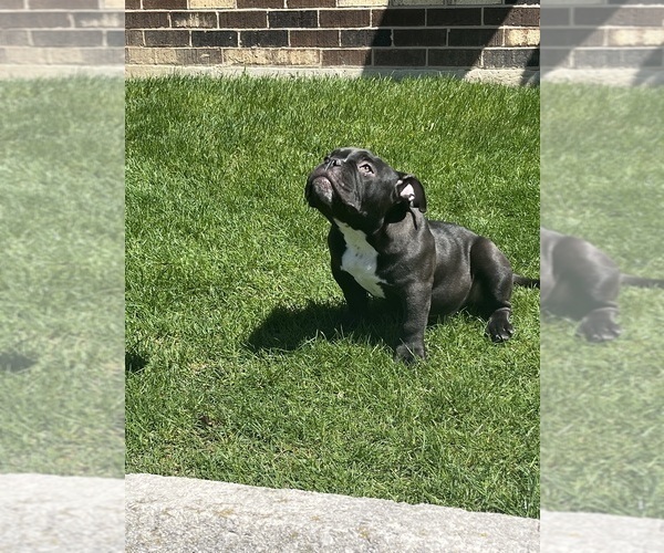 Medium Photo #8 American Bully Puppy For Sale in FLOSSMOOR, IL, USA