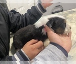 Small Photo #4 Australian Shepherd Puppy For Sale in LUBBOCK, TX, USA
