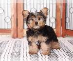 Small Photo #1 Yorkshire Terrier Puppy For Sale in NAPLES, FL, USA