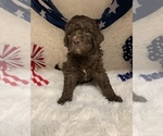 Small Photo #4 Labradoodle Puppy For Sale in PIERSON, FL, USA