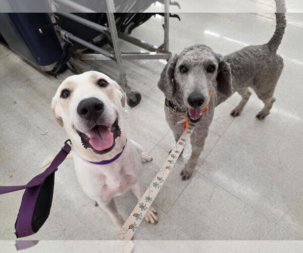 Medium Photo #4 - Mix Puppy For Sale in Kankakee, IL, USA