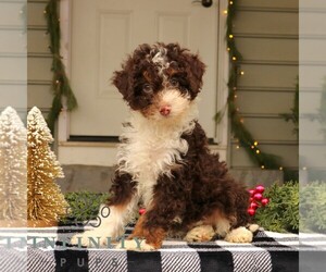 Bernedoodle (Miniature) Puppy for sale in NARVON, PA, USA