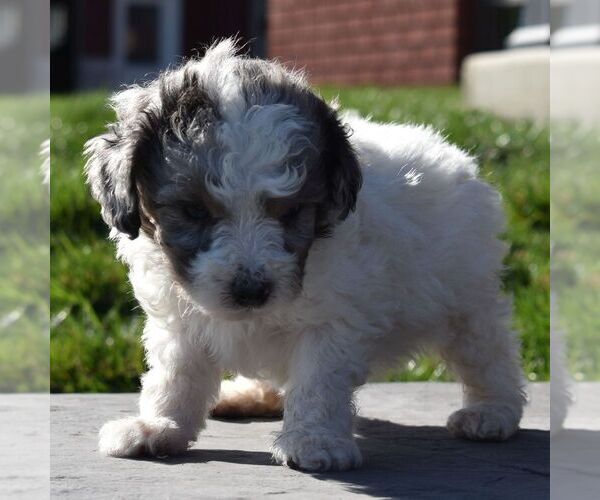 Medium Photo #1 Aussiedoodle-Poodle (Miniature) Mix Puppy For Sale in SUNBURY, PA, USA