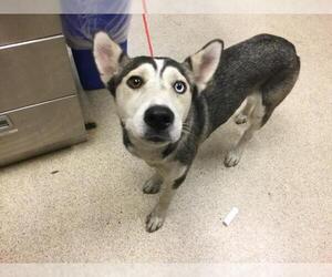 Siberian Husky Dogs for adoption in Riverside, CA, USA