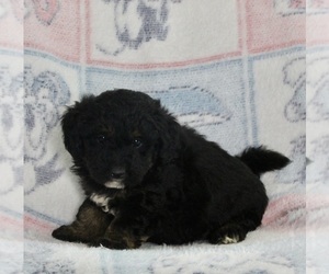 Bernedoodle (Miniature) Puppy for sale in FREDERICKSBURG, OH, USA