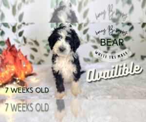 Bernedoodle Puppy for sale in THORNTON, CO, USA