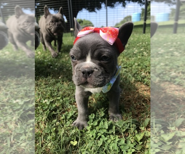 Medium Photo #4 French Bulldog Puppy For Sale in PENNINGTON GAP, VA, USA
