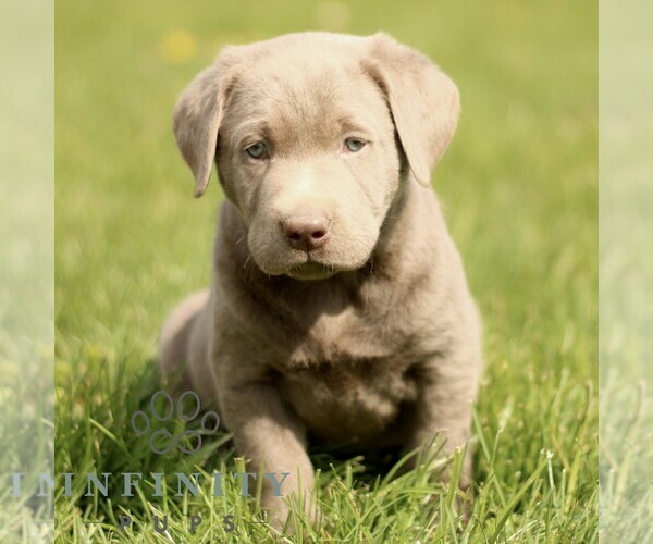 Medium Photo #5 Labrador Retriever Puppy For Sale in COATESVILLE, PA, USA