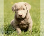 Small #4 Labrador Retriever