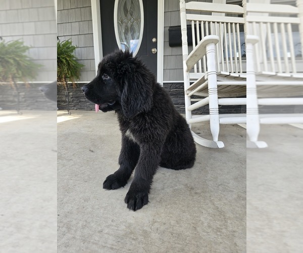 Medium Photo #6 Newfoundland Puppy For Sale in TILTON, IL, USA