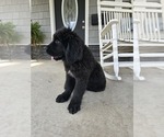 Small #5 Newfoundland