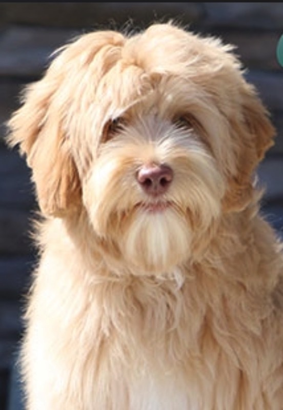 Medium Photo #1 Labradoodle Puppy For Sale in CRESTLINE, OH, USA