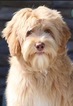 Small Photo #1 Labradoodle Puppy For Sale in CRESTLINE, OH, USA