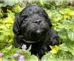 Small Photo #2 Cavapoo Puppy For Sale in LEICESTER, NC, USA