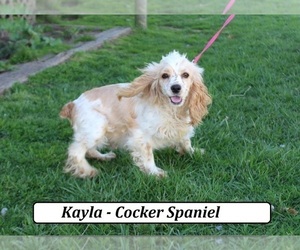 Mother of the Cock-A-Poo puppies born on 04/16/2025
