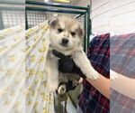 Small Mutt
