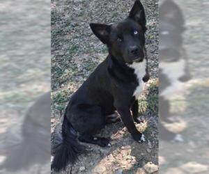 Siberian Husky-Unknown Mix Dogs for adoption in Tulsa, OK, USA