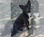 YAMATO - Male Siberian Husky-Unknown Mix Dog for Adoption - Small photo