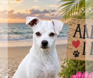 Chihuahua Dogs for adoption in Yardley, PA, USA