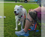 Small #3 Great Pyrenees Mix
