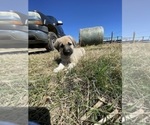 Small Photo #14 Anatolian Shepherd Puppy For Sale in ROBSTOWN, TX, USA
